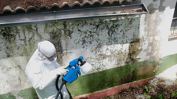 Top rated local Crawl Space Mold Remediation specialists in Bellevue, MI